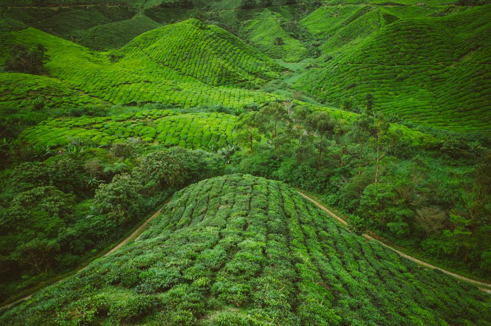 Les Différences Entre le Thé, les Infusions, le Rooibos et les Tisanes